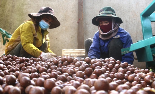 Mắc ca Krông Năng